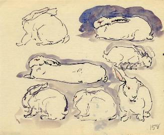 RABBIT STUDIES