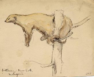 BINTURANG BEAR CAT, MALAYSIA